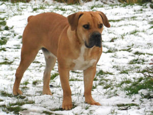 AG Boerboel Standard