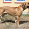 Boerboel Cheiron Ballotada (Artie)