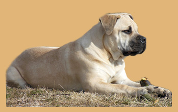 Assyrian Guard Boerboels